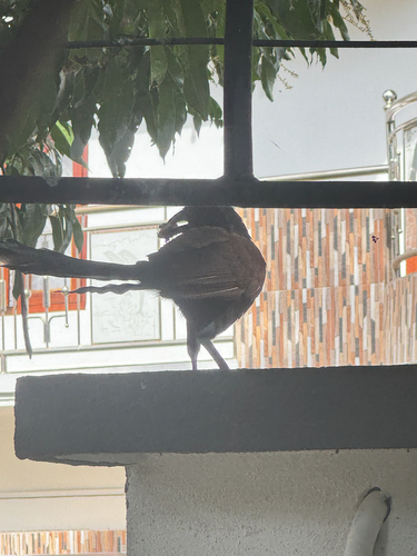 Greater Coucal
