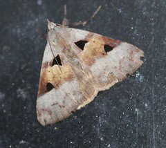 Avatha discolor
