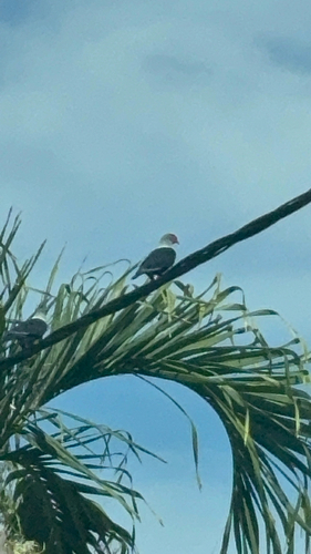iNaturalist image