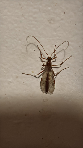 iNaturalist observation photo of Short-tailed Ichneumonid Wasps