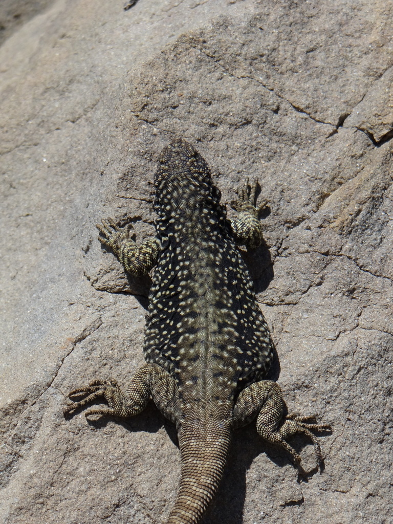 Bajada Del Rahue Chuckwalla