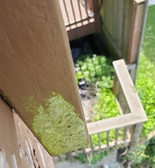 Chrysothrix granulosa