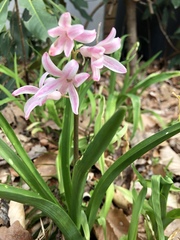 Hyacinthus