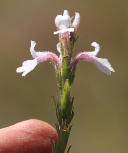 Striga bilabiata image