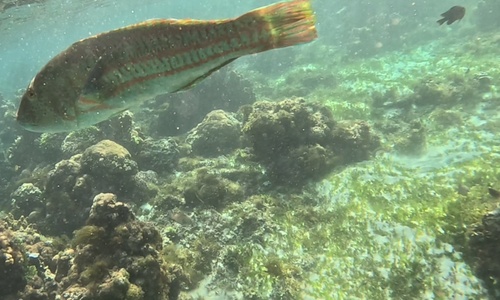 Thalassoma purpureum