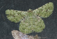 Aeolochroma viridicata