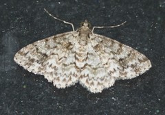 Myrioblephara desumpta