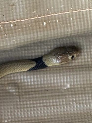 Red Spitting Cobra