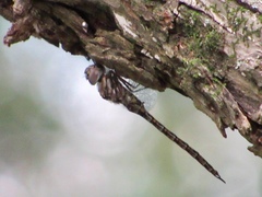 Gomphaeschna antilope