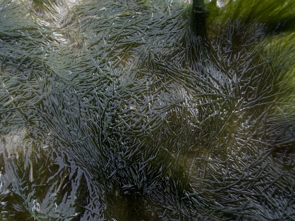 Vaucheria velutina