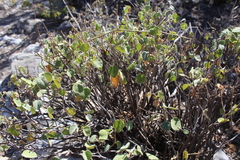 Ayenia grisea