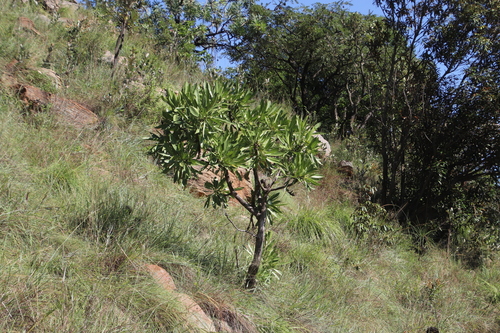 Image of Pavetta edentula by (c) Tony Rebelo, some rights reserved (CC BY-SA)