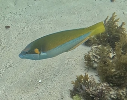 Anampses elegans