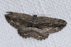 Scioglyptis canescaria