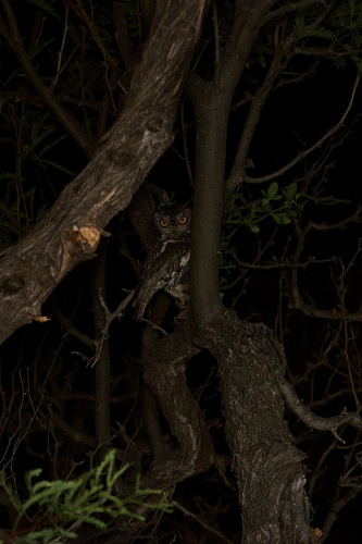 Western Screech-Owl observed by pufferchung