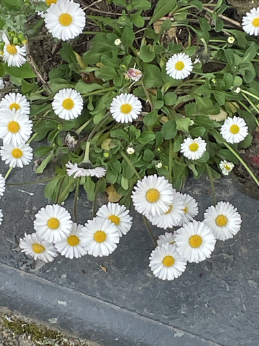 Lawn daisy