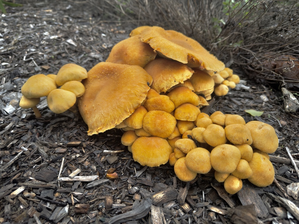 Gymnopilus junonius · April 2026 · photo: © shaun-lee (iNaturalist, cc-by)