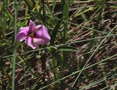 Sphenostylis angustifolia image
