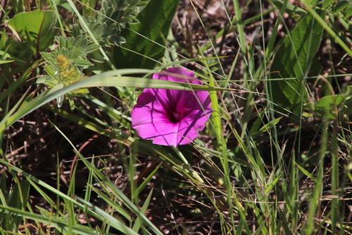 Ipomoea crassipes var. crassipes image