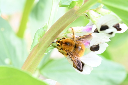 Red-legged Bumble-bee Carpenter