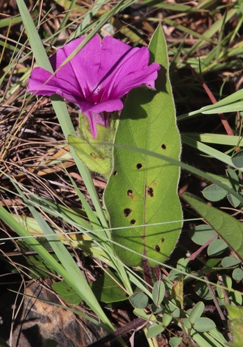 Image of Ipomoea oblongata by (c) Tony Rebelo, some rights reserved (CC BY-SA)