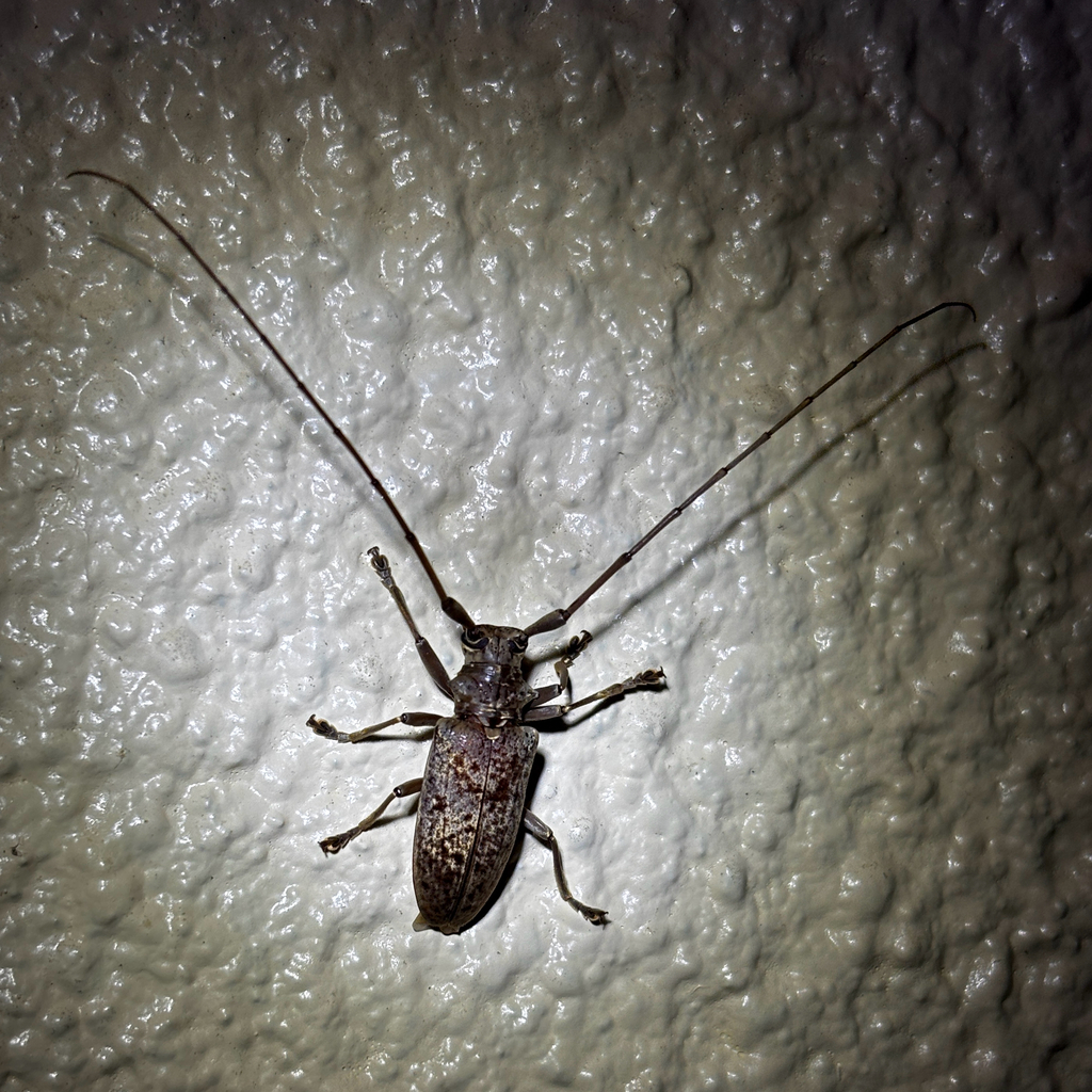 Acalolepta marianarum