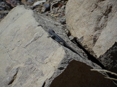 Bajada Del Rahue Chuckwalla photo 2