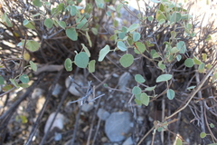 Ayenia grisea