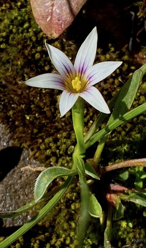 Romulea columnae