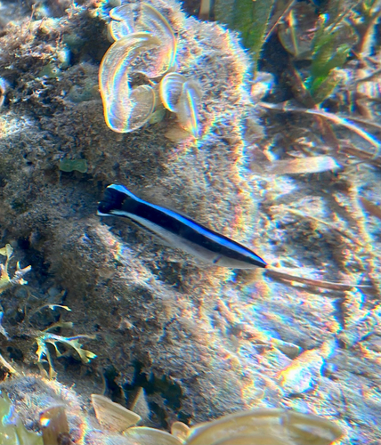 Labroides dimidiatus