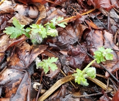 Stylophorum diphyllum