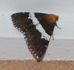 Buzara latizona