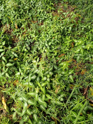 Silverleaf Desmodium
