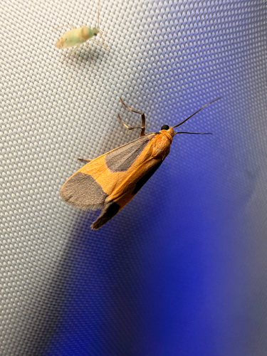 Pictured Lichen Moth photo 4