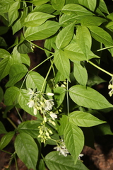 Stephen James McWilliam, CC0, iNaturalist via GBIF Staphylea colchica, photograph Stephen James McWilliam, CC0, iNaturalist via GBIF