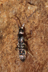 Pogonognathellus nigritus