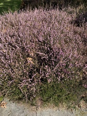 Calluna