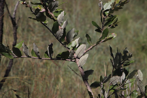 Image of Parinari curatellifolia by (c) Tony Rebelo, some rights reserved (CC BY-SA)
