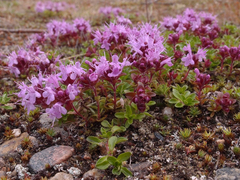 Thymus serpyllum tanaensis