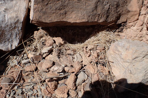 Desert Lark