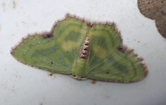 Metallochlora lineata