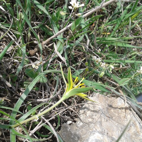 Gagea reticulata