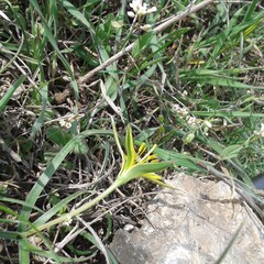 Gagea reticulata