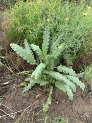 Phacelia integrifolia