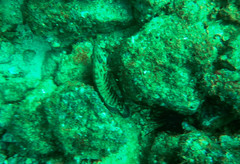 Cephalopholis panamensis
