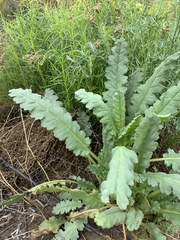 Phacelia integrifolia