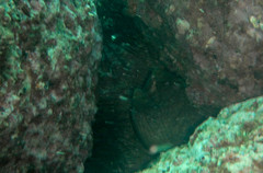 Gymnothorax castaneus