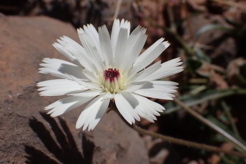 Picris albida
