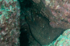 Gymnothorax castaneus