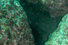 Gymnothorax castaneus